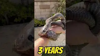 Blacktail Cribo age progression- 6mo - 4yrs