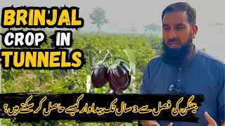 Brinjal Crop in Tunnels | 3 Saal Tak Paidawar Kaise Le? | Is it possible to produce 3 years from ...
