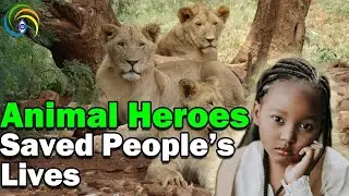 Unbelievable Animals That Saved People's Lives | touching stories [3rd Eye Insight]