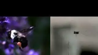 Dragonfly and bees in slow motion flight