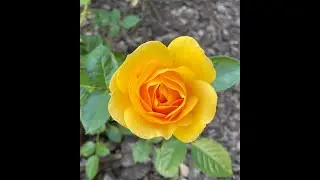 My Top Pick Disease Resistant Rose - Julia Child