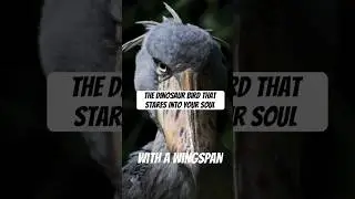 The Dinosaur Bird That Stares Into Your Soul #wildlife #dinosaur #prehistoric #nature #bird #stares
