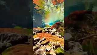 RIOS DA FLORESTA, NATUREZA VIVA 108