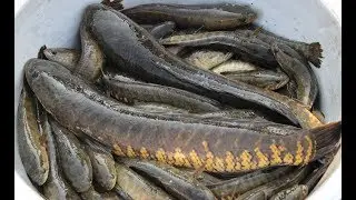 Fishing by Hand From Muddy Water | Best Mud Water Fishing