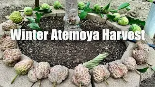2026 Atemoya Harvest. Tr&uacute;ng M&ugrave;a Mẵng Cầu. Chia Sẻ C&aacute;ch Gi&uacute;p Mẵng Cầu &Iacute;t Nứt. Bảo Vệ C&acirc;y Mận V&agrave;o Đ&ocirc;ng