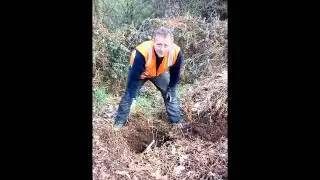 Elm sapling planting - Great British Elm Experiment