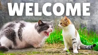 Kitten Steps Into the Adult Cat World for the First Time 😬🐱