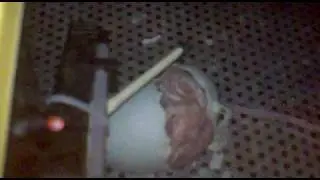 goshawk hatching out