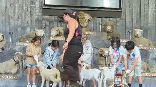 Agrodome Farm show, girls go onstage. Rotorua NZ