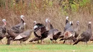 Gobble and Strut: Wild Turkeys Take Over a Field