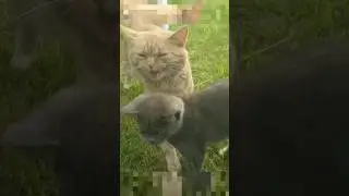 Funny Cats - 🐱 Cute and Funny Animals videos #Shorts Rock Animals