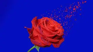blue screen background video Red Rose