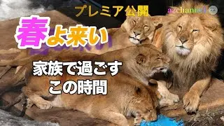 【旭山動物園ライオン】オリトファミリー「春の獅子団子＆イトの映像あり」プレミア公開　2024.3.17