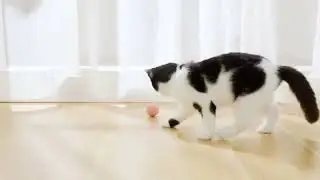 PurrfectPlay: Smart and Self-Moving Cat Toy
