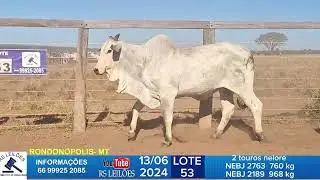 LOTE 53 - 2 TOUROS NELORE NEBJ 2763 760KG - NEBJ 2189 968KG