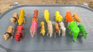 ASMR Unboxing🎁🐄🐇: Safari Plastic Animals Review & Collectible Safari Toys
