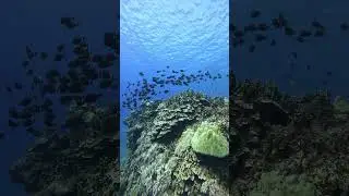 #Save the oceans #turtles paradise# 4k #asmr #shorts #aquarium #fun #nature #Eco #No AI #adventure