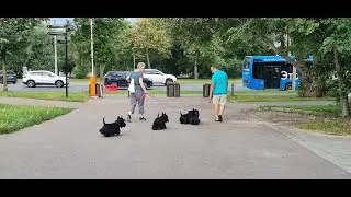 #Парк у #трех #прудов " #Радуга" #метро " #Выхино" в #Москве #Освежающие беседки #лодочная #станция
