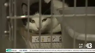 Anjali henderson animal shelter pkg