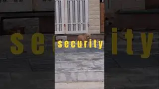 охрана не спит #security #dogs #dog #animal #animals #animallovers #animalshorts #pet #pets