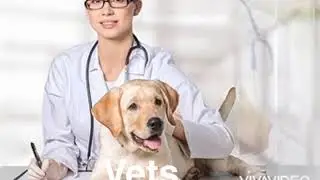 Vets In Vancouver