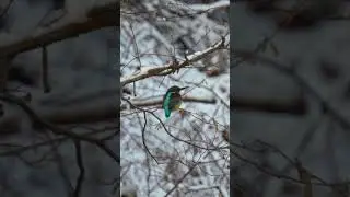 Sony FE 200-600mm F5.6-6.3 G Kingfisher #nature #sonyalpha #sonya7iv #sony200600 #shorts