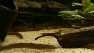 Pangio oblonga (wild) bij Aquarium Speciaalzaak Utaka