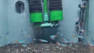 Local Fish Store Tour - @McMerwe - Okavango Junction