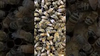 Honey Bee Queen Piping Loudly