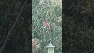 Beautiful Cardinal What is he Thinking #shorts #nature