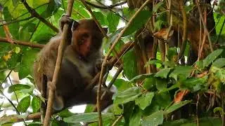 We share good food to monkey in group mahanokor 18