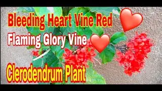 Flaming Glory Vine || Bleeding Heart Vine Red || Clerodendrum Plant