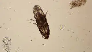 Chirodiscoides caviae from a guinea pig