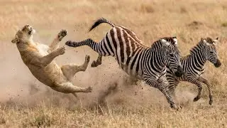Zebra vs Lion: Mother Defends Foal &mdash; A Stand for the Next Generation | Inside the Wild