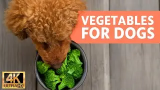 Do Dogs Need Vegetables? The Answer Might Surprise You!