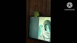 Talking parrot papa mummy #mithu #shorts #pets #birds #talkingparrot 