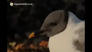 Digitalwildlife.co.uk - Sabine's Gull, Hampshire - 22nd January 2023
