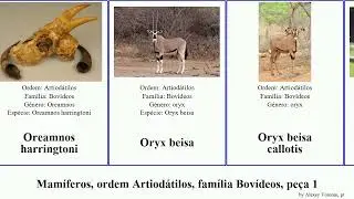 Mam&iacute;feros, ordem Artiod&aacute;tilos, fam&iacute;lia Bov&iacute;deos, pe&ccedil;a 2 gazella kobus mammal dama arabica griseus