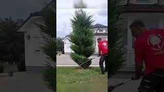 🤯🌲the professional tree designer.  #trending #viral #shorts #treedesing