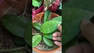 S.O.S. My Plants need TLC!😿