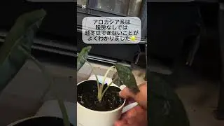 冬に差が出る観葉植物｜ポトスとアロカシアの現実　#shorts #plants #観葉植物