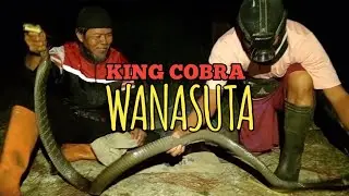 ULAR KING COBRA WANASUTA BERHASIL DIAMANKAN MALAM HARI