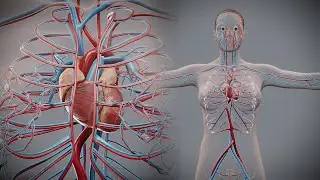 3D Female Circulatory System Anatomy #anatomy #humanbodysystems #humanbodysystem #bodysystem