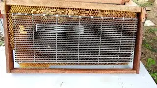 How to cage a honey bee queen in a big queen cage from our beehive
