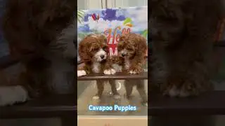 Introducing the Cavapoo Charmer: Your Ticket to Magical Moments! #cavapoo