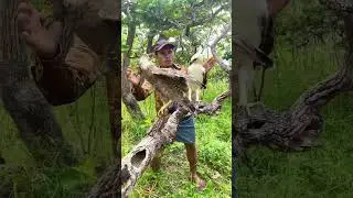 A man walks through the forest to meet an eagle and a baby eagle.part2#bird #parrot #wildlife #game