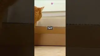 Fanny Cats TV more cats more happiness#fannycats #cats #cute