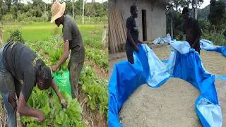 Nh&igrave;n s&acirc;n th&oacute;c n&agrave;y ai bảo l&agrave; ở Ch&acirc;u Phi || Mime thu hoạch rau cải dưa||Tony phong cuộc sống Ch&acirc;u Phi