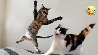 Постарайтесь не засмеяться 🤣. Подборка смешных и милых видео с животными #смешныевидео #животные ...