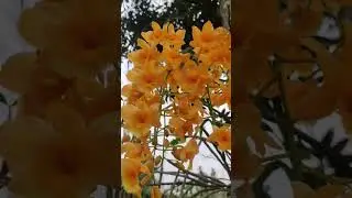 # orchid # northeast India